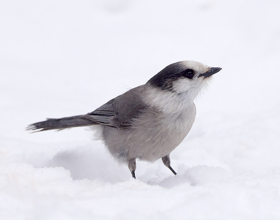 Canada Jay Perisoreus canadensis