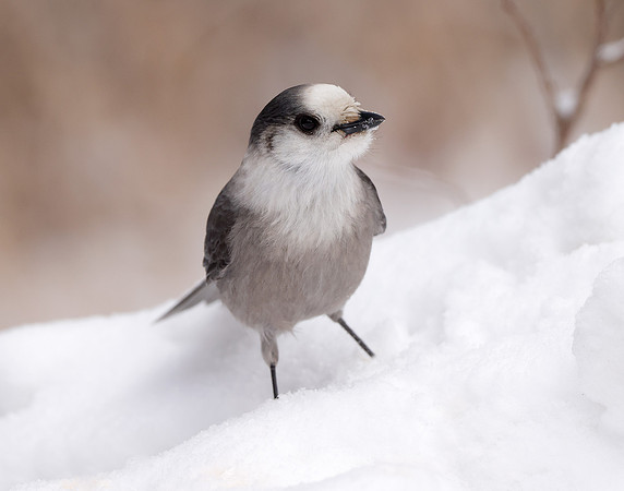 Canada Jay Perisoreus canadensis
