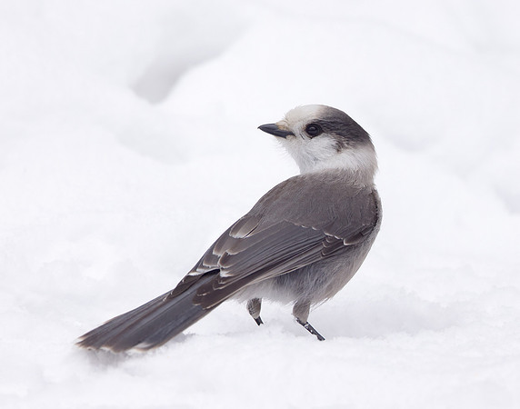 Canada Jay Perisoreus canadensis