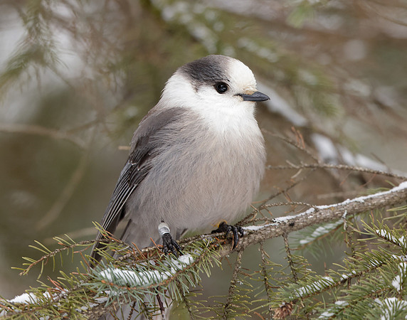 Canada Jay Perisoreus canadensis