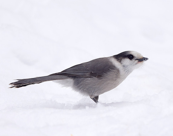 Canada Jay Perisoreus canadensis