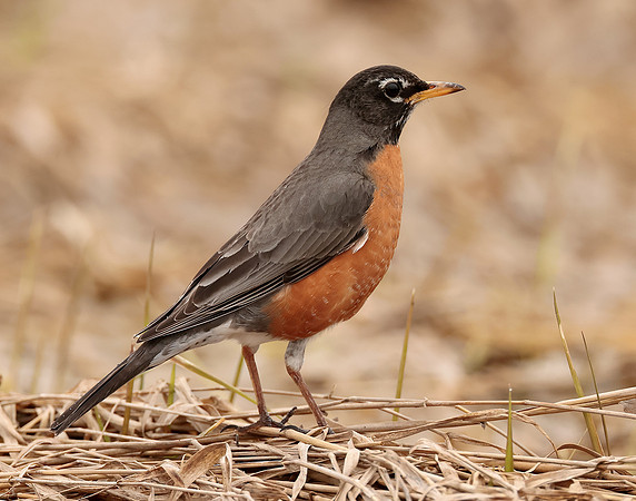 American Robin Turdus migratorius