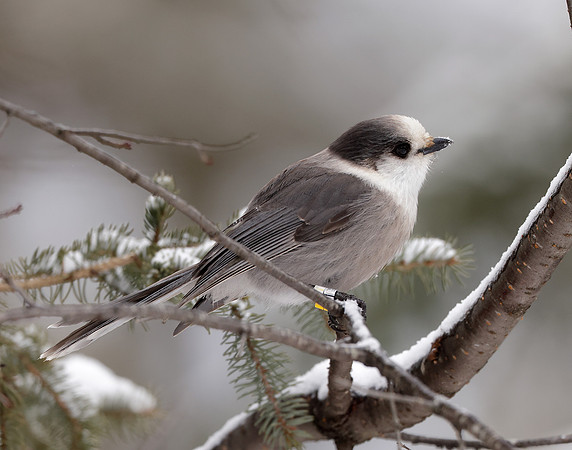 Canada Jay Perisoreus canadensis