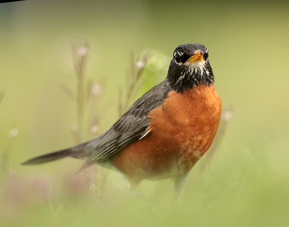 American Robin Turdus migratorius
