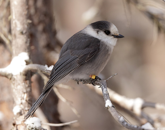 Canada Jay Perisoreus canadensis