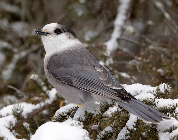 Canada Jay Perisoreus canadensis