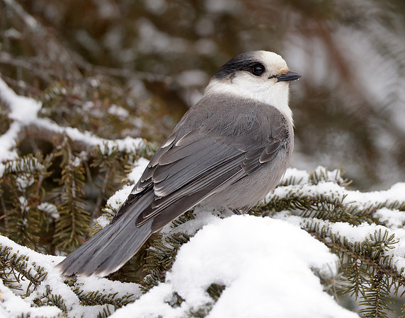 Canada Jay Perisoreus canadensis