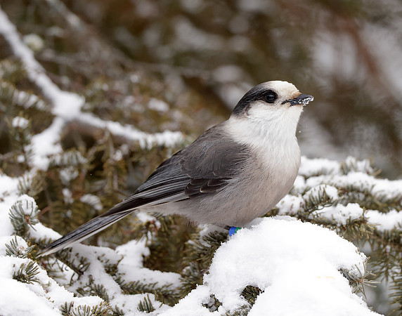 Canada Jay Perisoreus canadensis