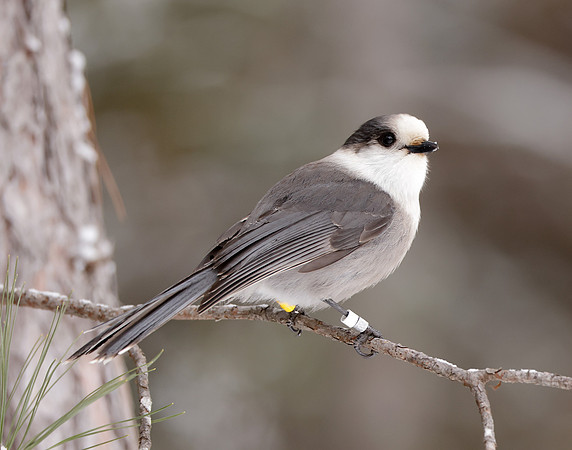 Canada Jay Perisoreus canadensis