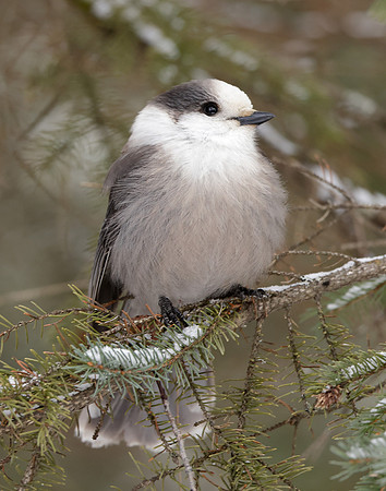 Canada Jay Perisoreus canadensis