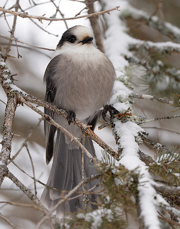 Canada Jay Perisoreus canadensis