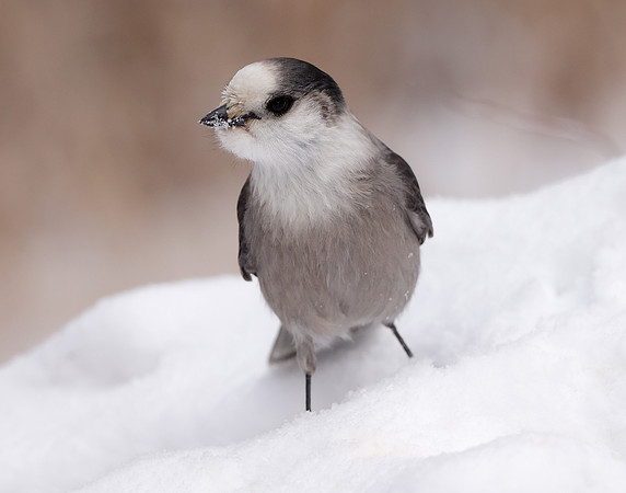 Canada Jay Perisoreus canadensis