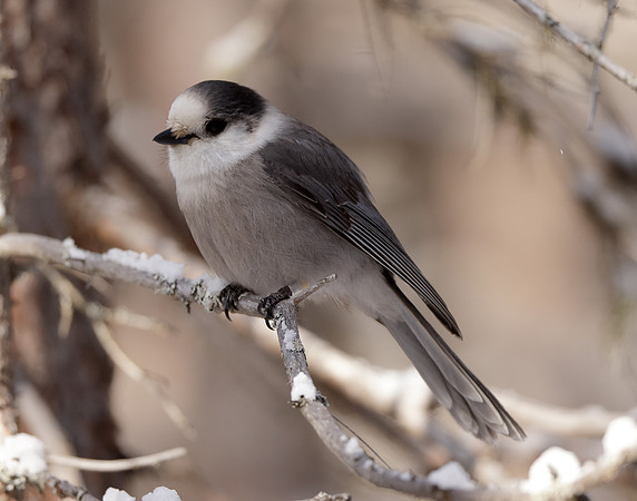 Canada Jay Perisoreus canadensis