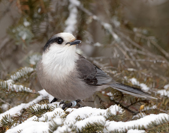 Canada Jay Perisoreus canadensis