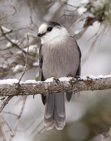 Canada Jay Perisoreus canadensis