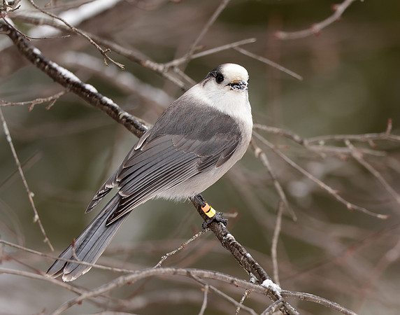 Canada Jay Perisoreus canadensis