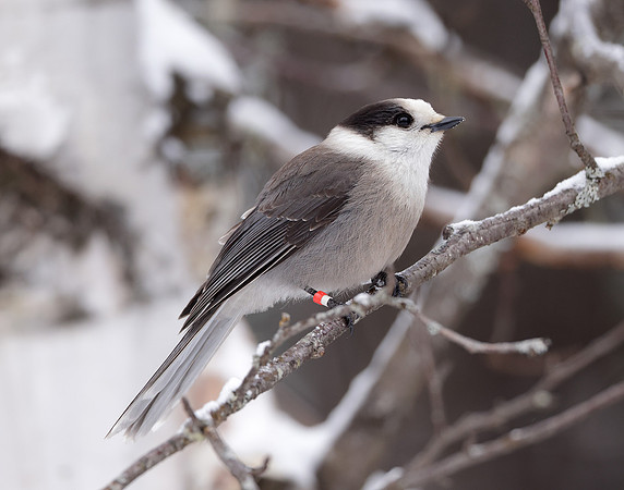 Canada Jay Perisoreus canadensis