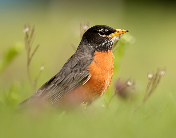 American Robin Turdus migratorius
