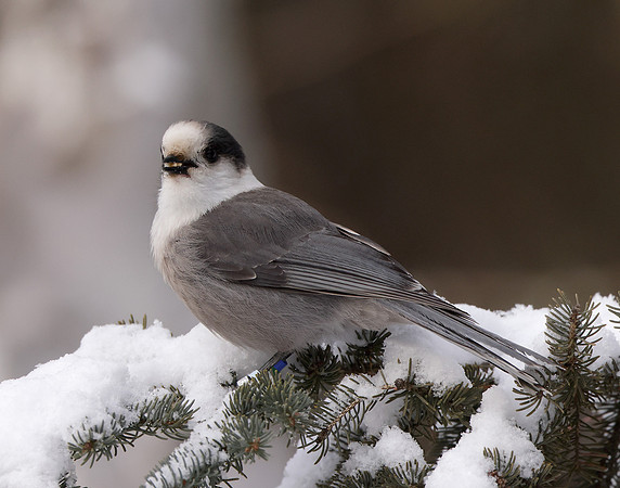 Canada Jay Perisoreus canadensis