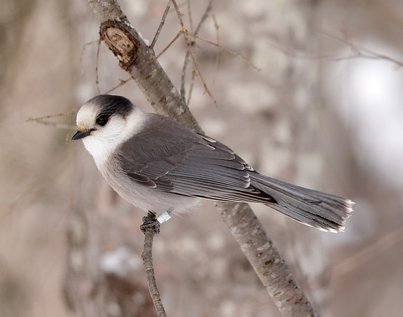 Canada Jay Perisoreus canadensis