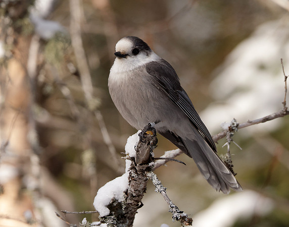 Canada Jay Perisoreus canadensis