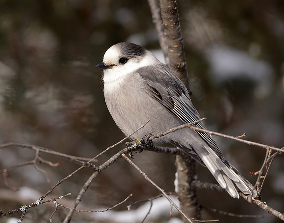 Canada Jay Perisoreus canadensis