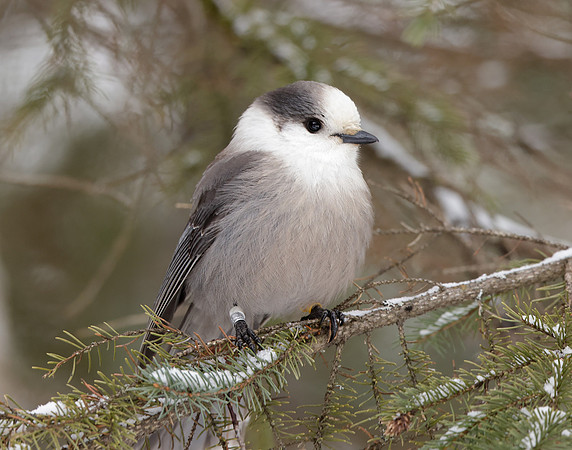 Canada Jay Perisoreus canadensis