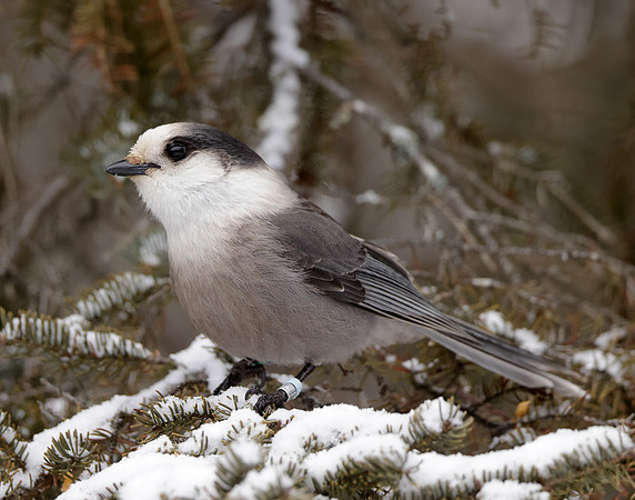 Canada Jay Perisoreus canadensis