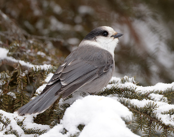 Canada Jay Perisoreus canadensis