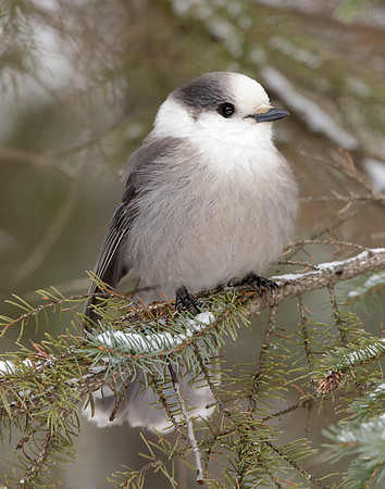 Canada Jay Perisoreus canadensis