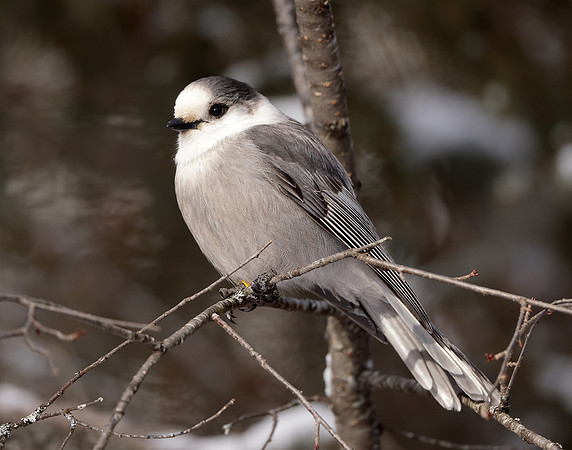 Canada Jay Perisoreus canadensis