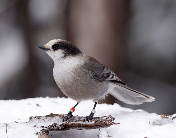 Canada Jay Perisoreus canadensis