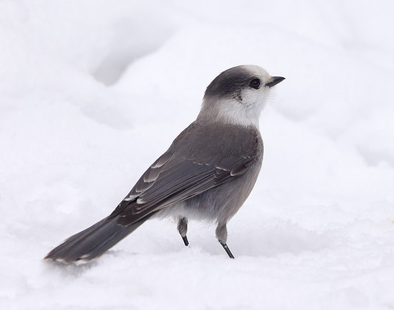 Canada Jay Perisoreus canadensis