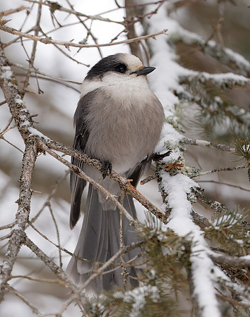 Canada Jay Perisoreus canadensis