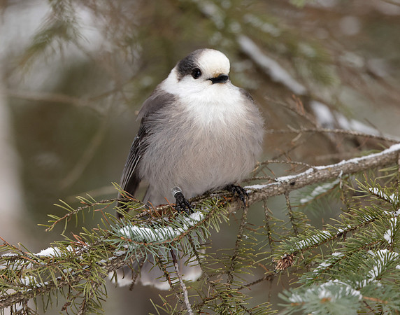 Canada Jay Perisoreus canadensis