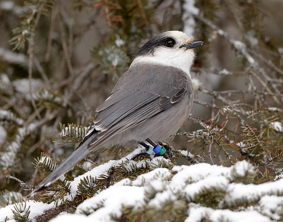 Canada Jay Perisoreus canadensis