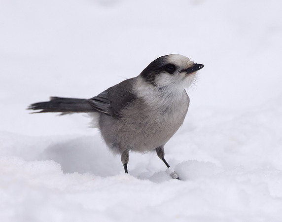 Canada Jay Perisoreus canadensis
