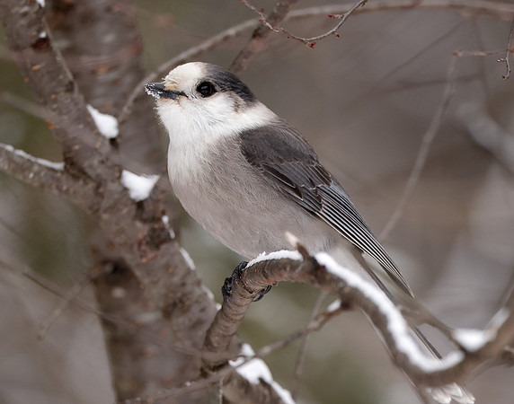 Canada Jay Perisoreus canadensis