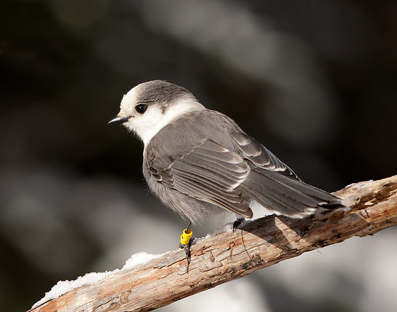 Canada Jay Perisoreus canadensis