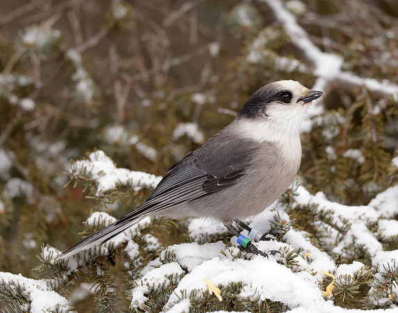 Canada Jay Perisoreus canadensis