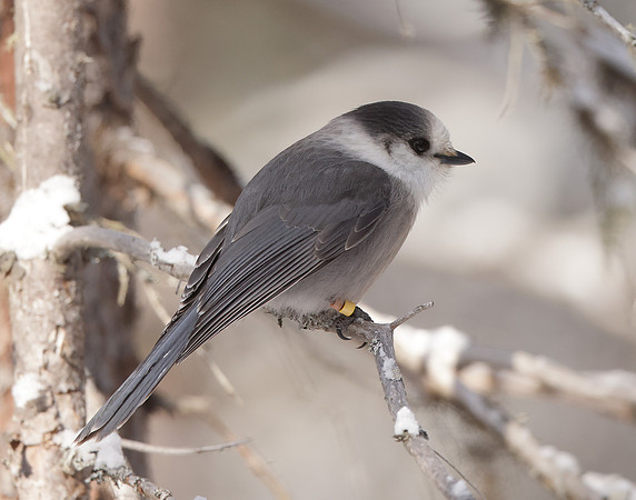 Canada Jay Perisoreus canadensis