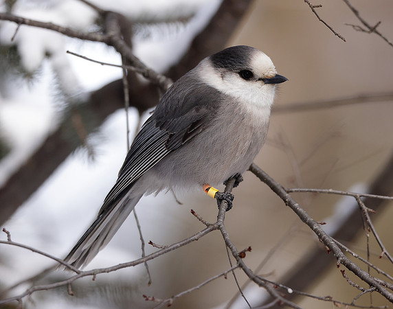 Canada Jay Perisoreus canadensis
