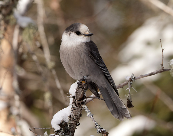 Canada Jay Perisoreus canadensis