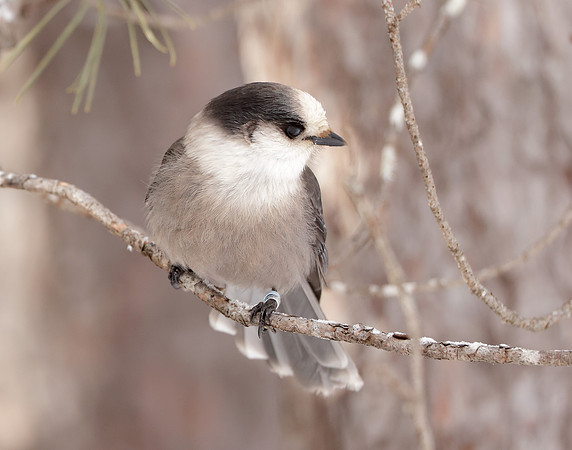 Canada Jay Perisoreus canadensis