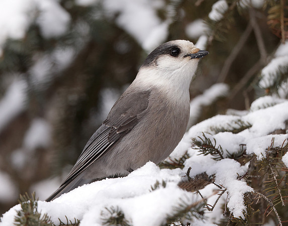 Canada Jay Perisoreus canadensis