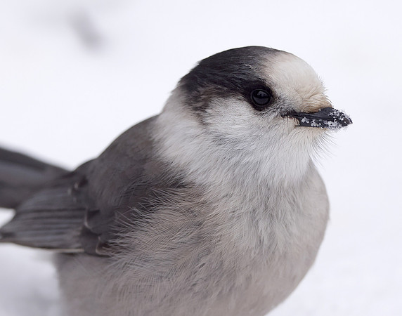 Canada Jay Perisoreus canadensis