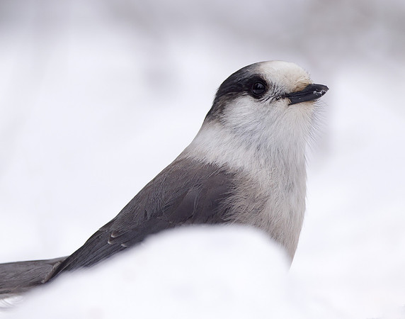 Canada Jay Perisoreus canadensis