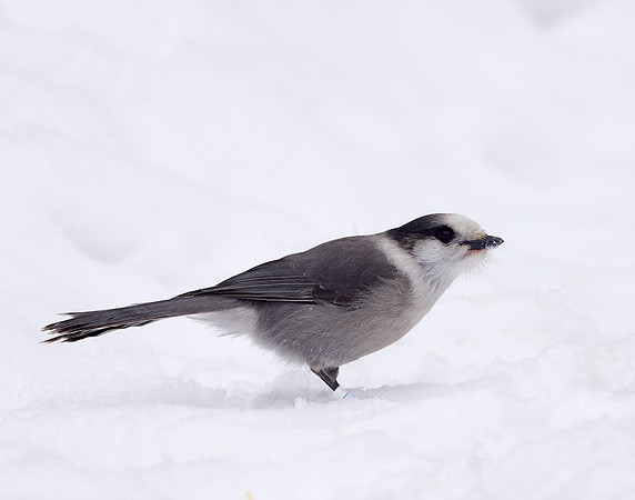 Canada Jay Perisoreus canadensis