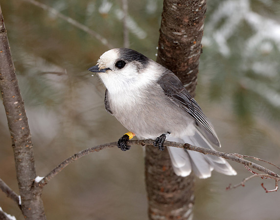 Canada Jay Perisoreus canadensis