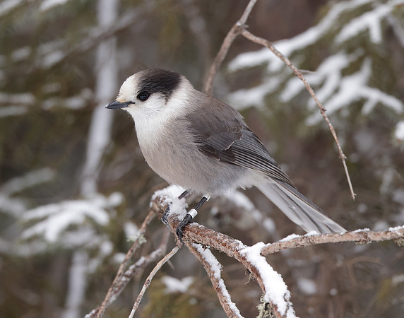 Canada Jay Perisoreus canadensis